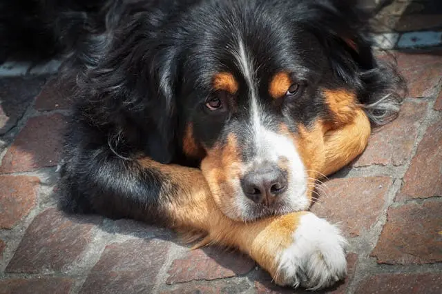 犬が散歩中に地面に伏せて動かなくなる時の適切な対処とは