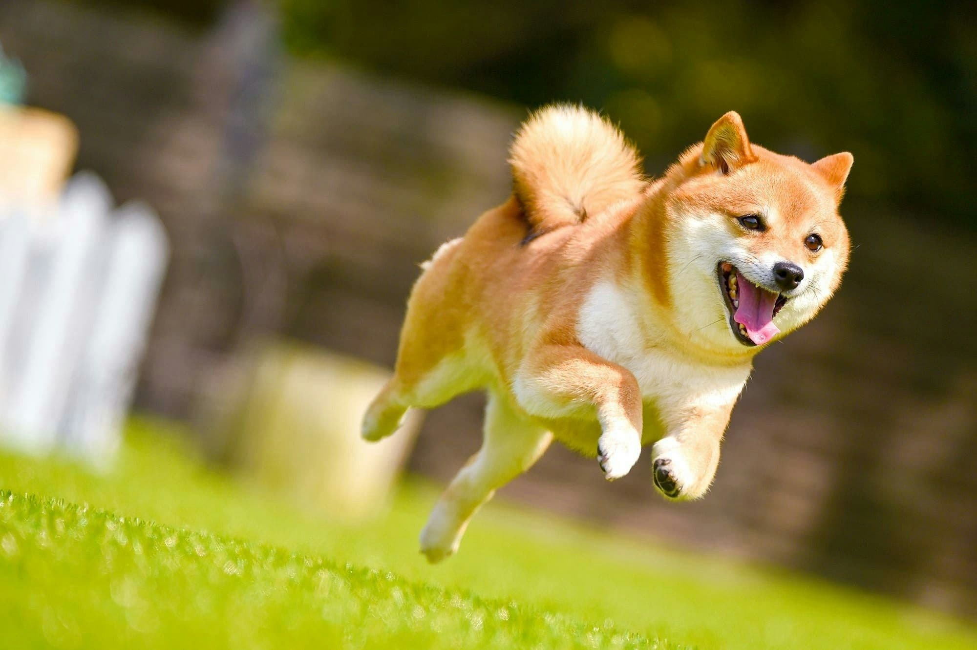 犬が耳をかたむける・頭を振る:耳ダニや中耳炎を疑う