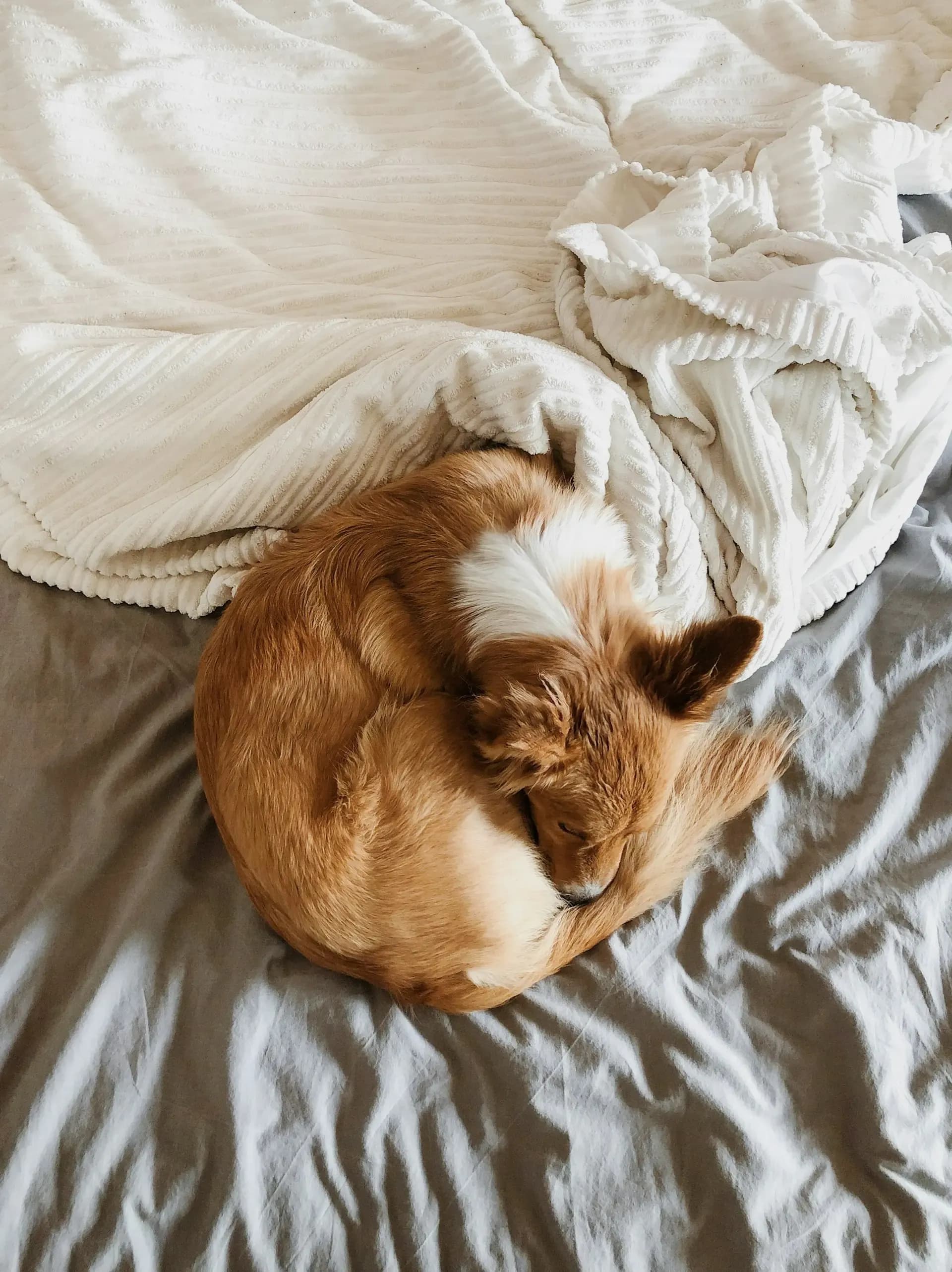 犬の歩行がふらつく・前庭疾患の初期対応:受診までにできること