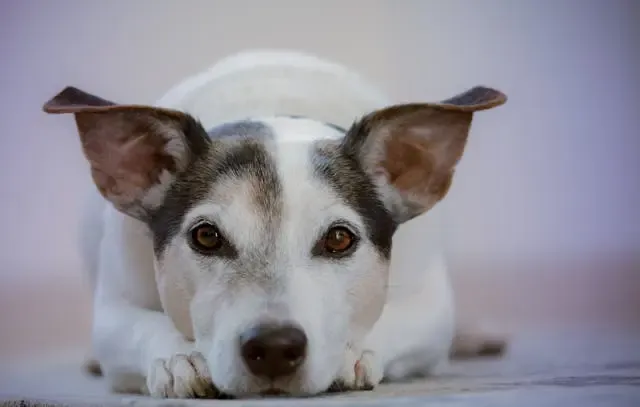 犬の片目だけ瞬きが減る・閉じにくい:角膜・神経の見分け