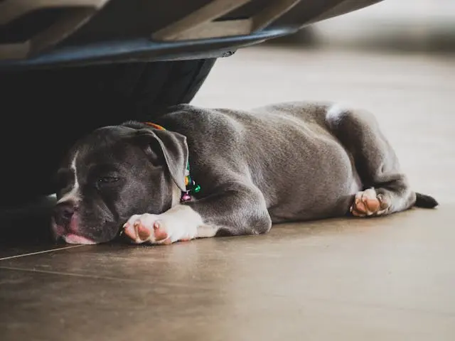 犬が急に抱っこを嫌がるようになった原因