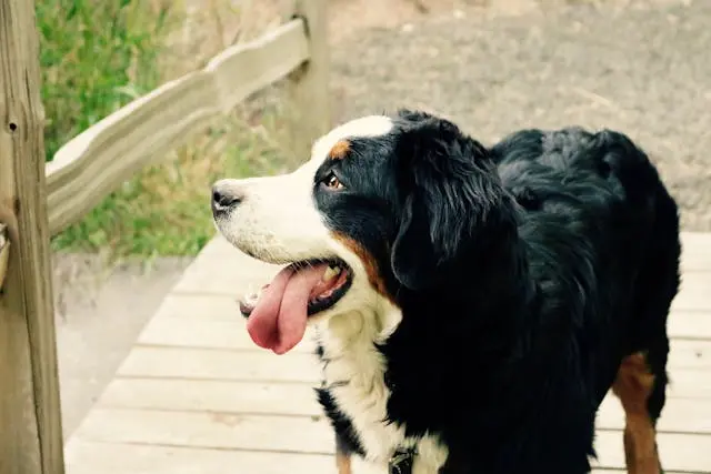 シニア犬が急に立ち上がれなくなったときの3つの初動対応法