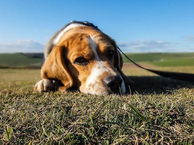 愛犬が扇風機の風を避け続けるようになった時の感覚過敏チェック