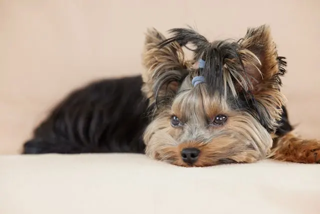 犬が頭を傾けたまま歩くようになったときの内耳バランス異常とは