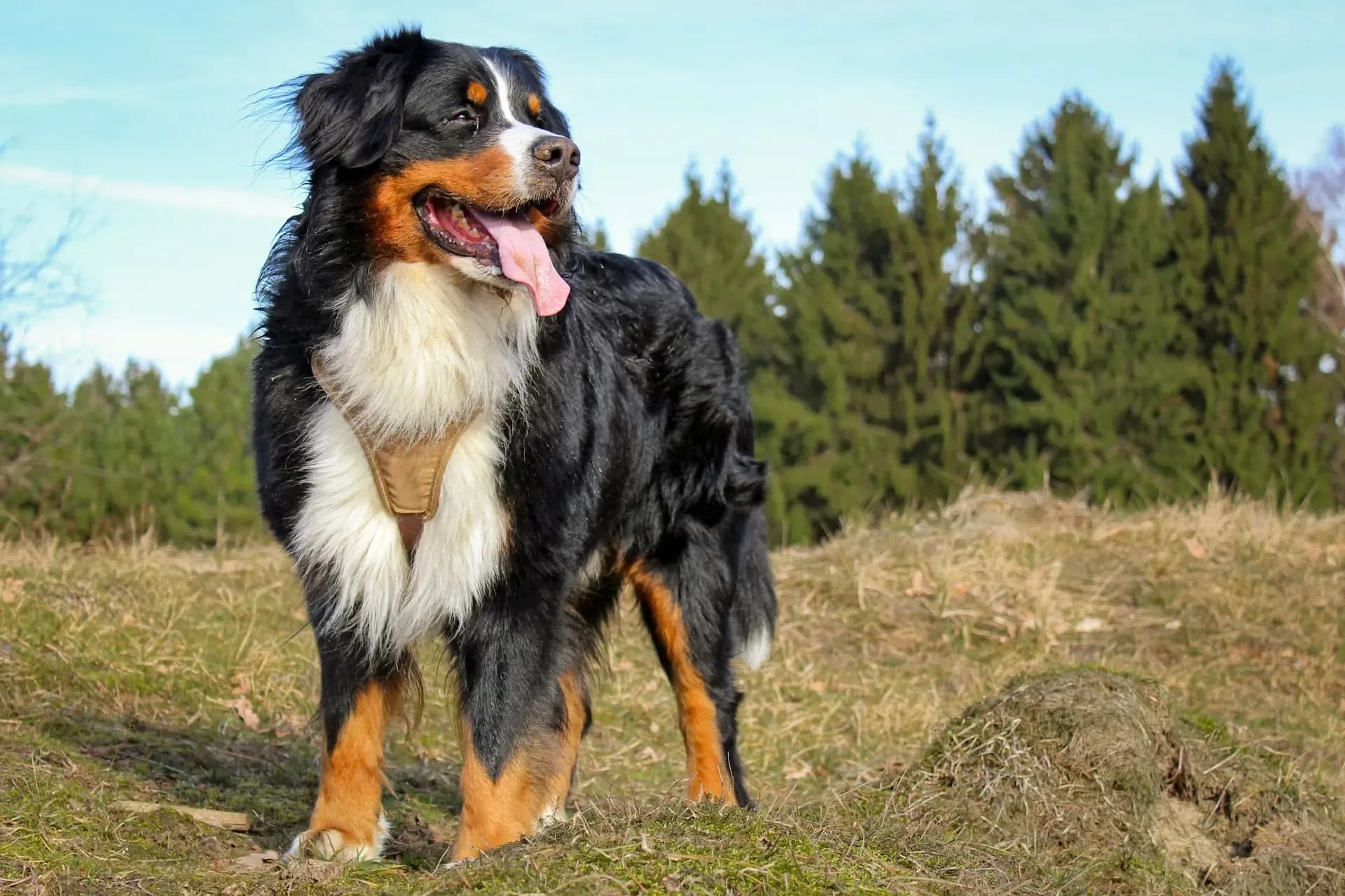 愛犬の熱中症の原因・症状・対処法・予防まで徹底解説