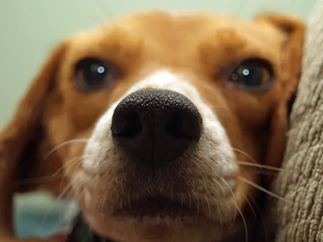 犬が一度成功したしつけを忘れたように見える時の対応方法