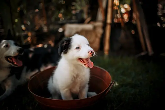 犬が朝だけうんちを我慢するようになったときに考えるべき環境要因
