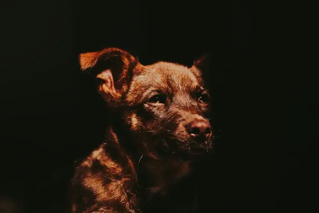 老犬が飼い主の声に反応しなくなったときに考えるべき聴力以外の原因とは