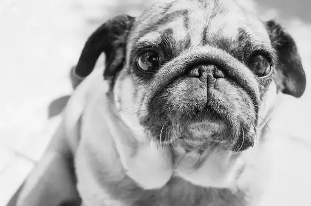 犬の子犬が映像や画面に吠える:社会化のやり直しガイド