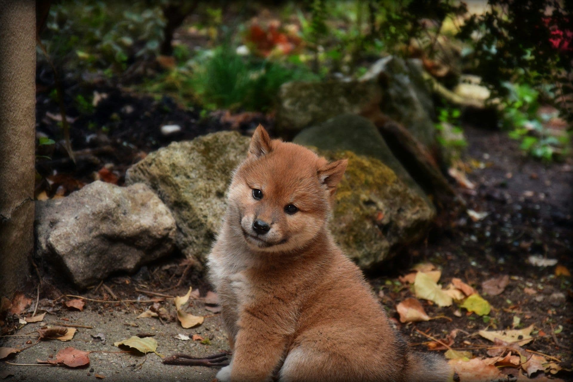 犬の留守番カメラを使うときの注意点と安心設定ガイド