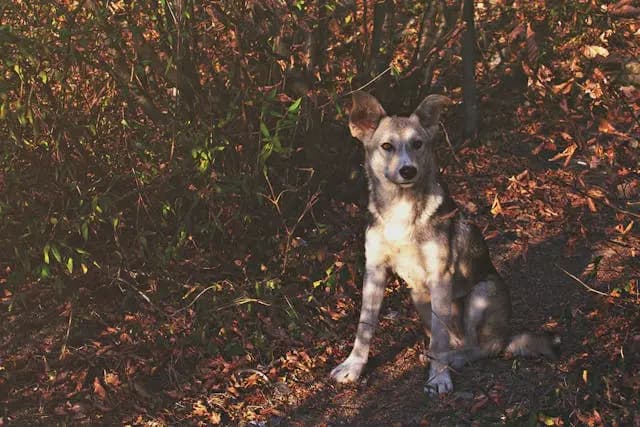 犬が背中を丸めた姿勢で歩くようになったときの注意すべき疾患