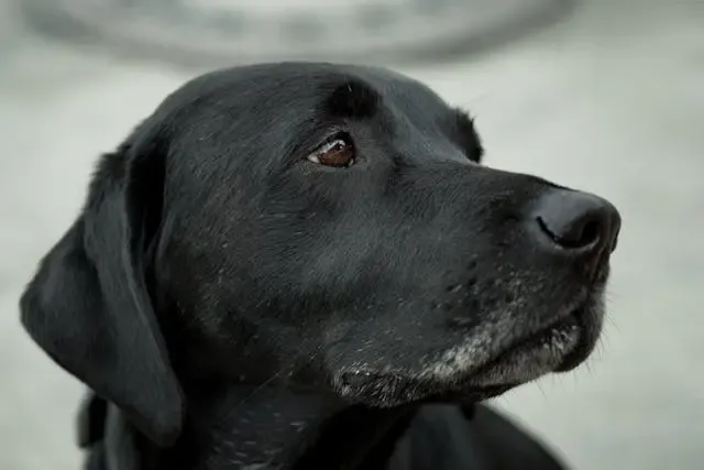 犬が歩行中に方向転換がうまくできなくなった時の神経的リスク