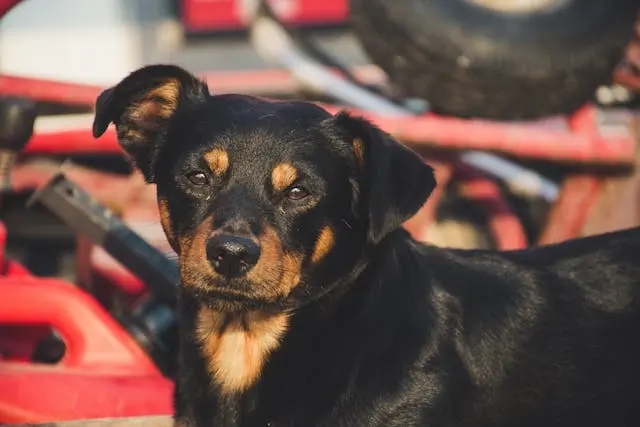 犬が雨の日に散歩を嫌がる理由と運動不足を防ぐ工夫