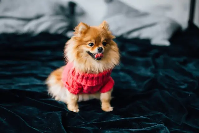 犬の目が開かない・まぶたが腫れているときの対処法