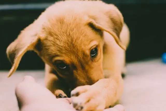 愛犬が夜になると壁を掘るような行動を繰り返すときの原因