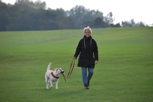 愛犬が掃除中に攻撃的になる時の行動修正トレーニング