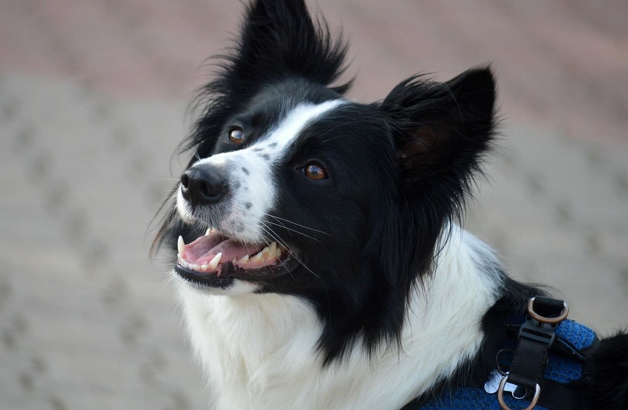 愛犬の吠え癖の直し方|科学的根拠にもとづく無駄吠え対策