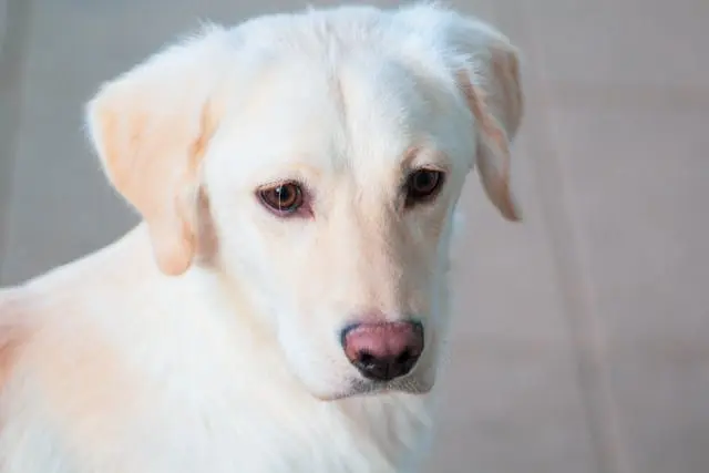 犬が散歩で歩かない・座り込む:体調・環境・心理の判断法