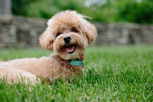愛犬が食後に後ろを振り返る動作を繰り返すときに疑う違和感