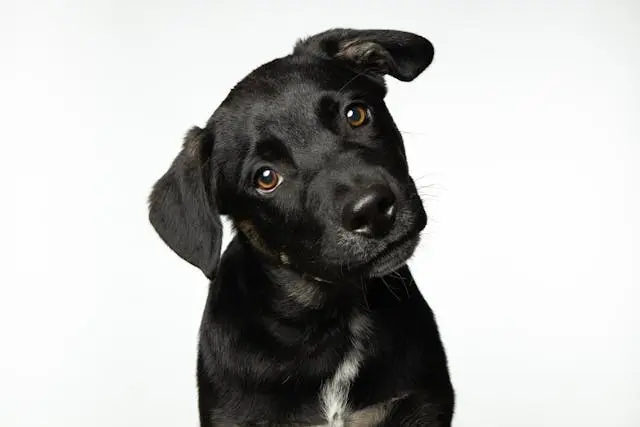犬がトイレに入ってから出てこなくなるようになったときの排泄ストレスチェック