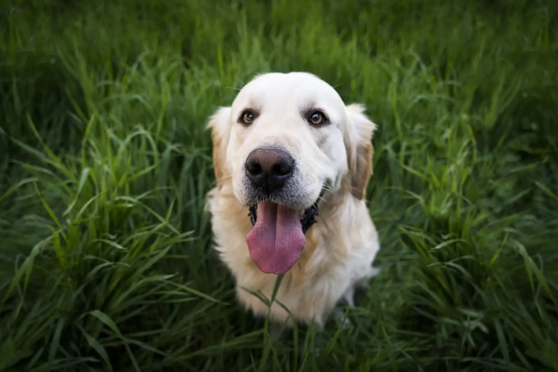 犬の多飲多尿が続く:考えられる病気と検査の受け方