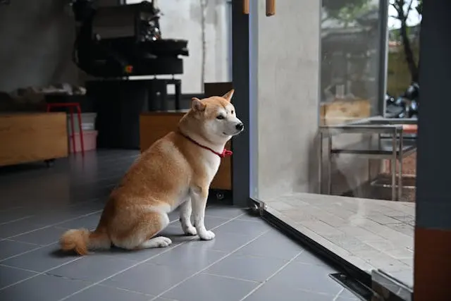 犬が突然歯ブラシを嫌がるようになったときに見るべき口腔トラブル