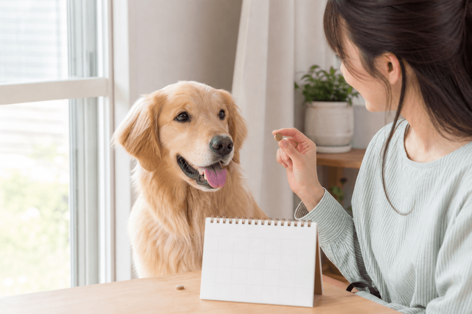 犬のフィラリア症とは?蚊が運ぶ怖い病気と予防薬の正しい使い方