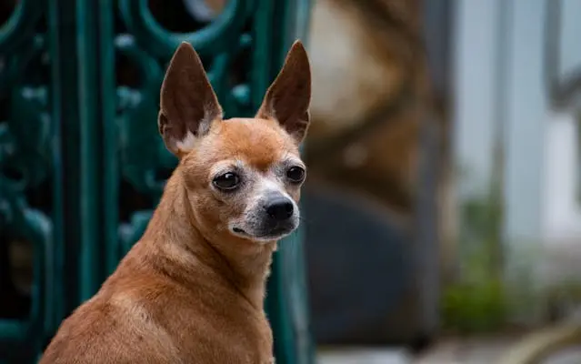 犬が散歩の前後だけお腹を舐め続けるようになったら