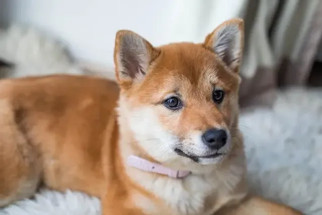 犬が「目が合うと固まる」ようになった時の行動学的背景