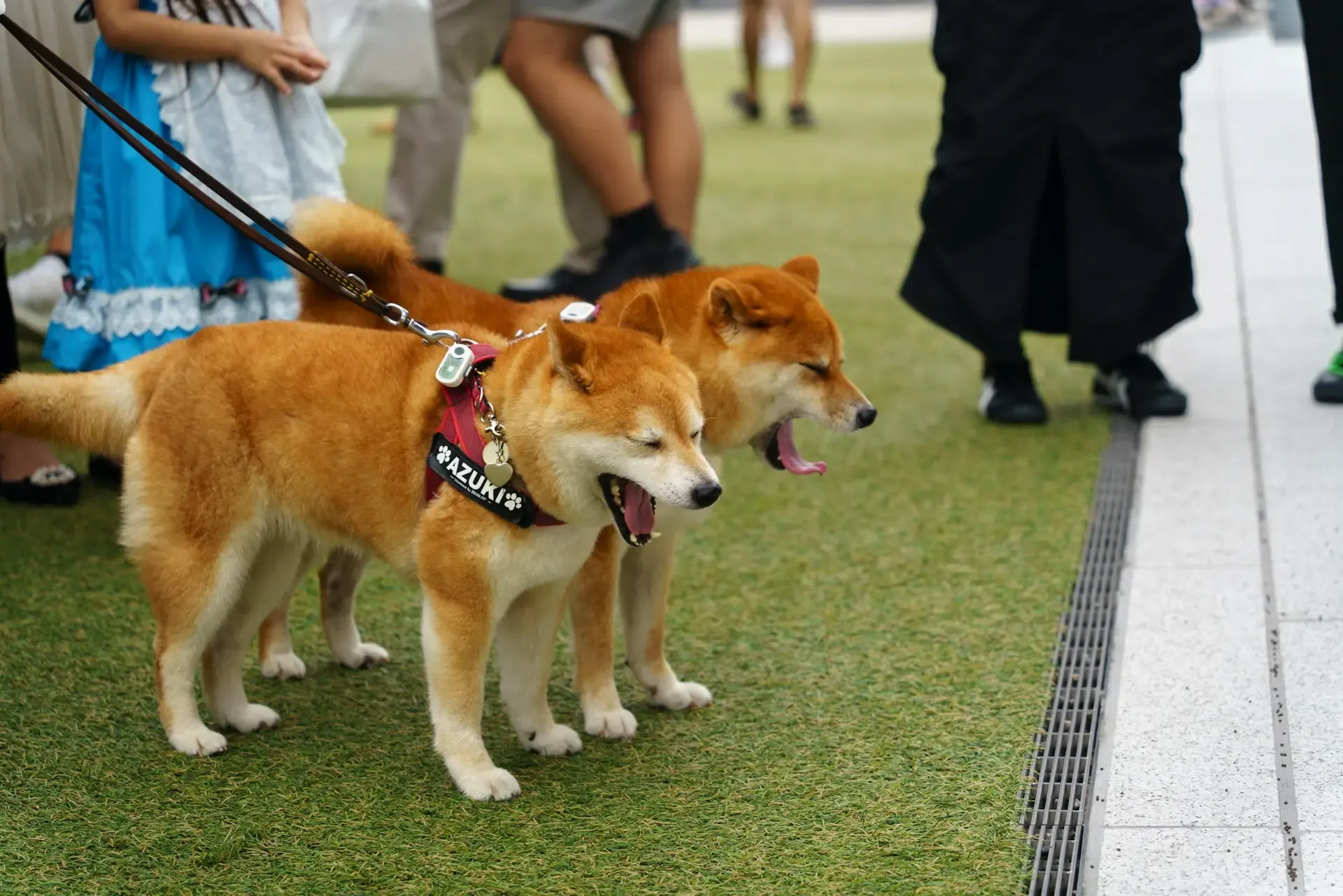 犬のアジソン病の症状と原因、対処法: 愛犬の健康を守るための完全ガイド