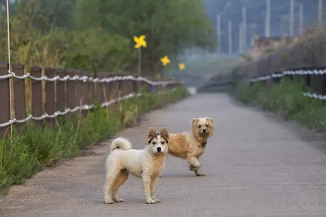 愛犬が日中の来客時にだけ落ち着かなくなるときの生活リズムとの関係
