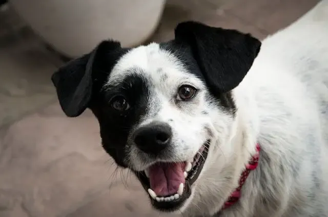 犬が飼い主のベッドにだけ上がらなくなった時の心理変化
