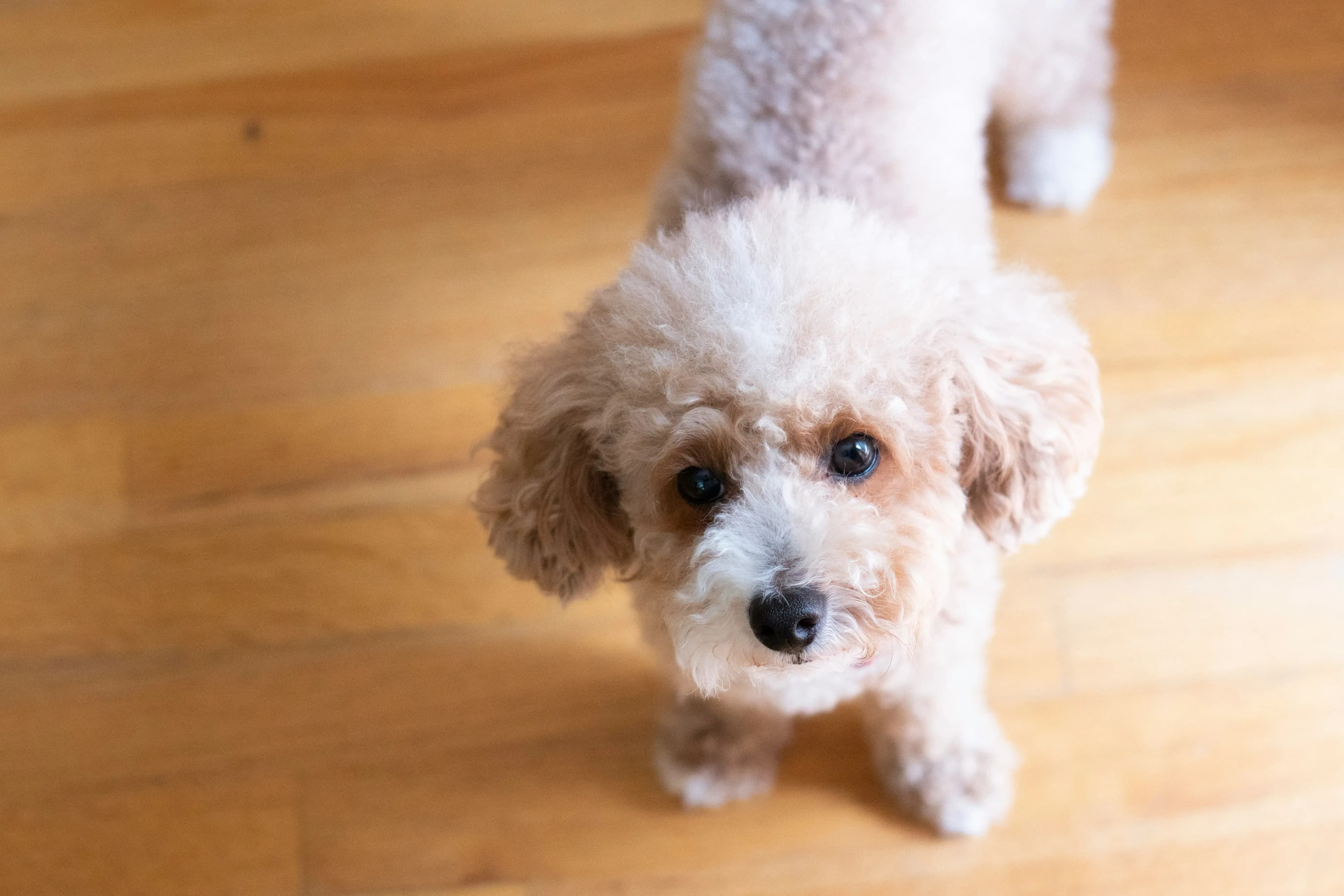 成犬になっても改善できる社会性トレーニング