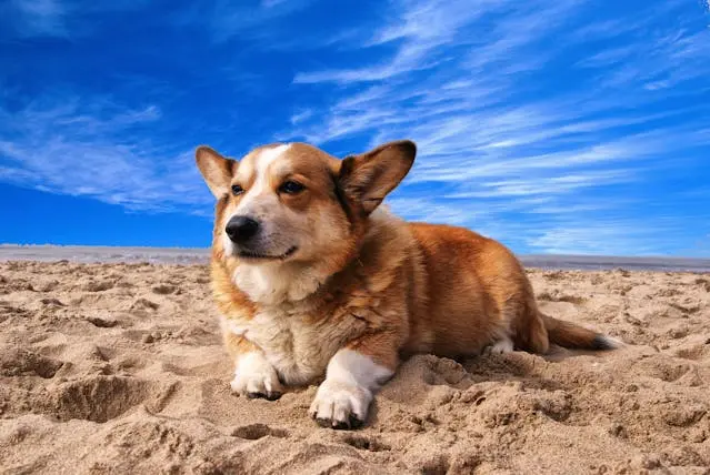 愛犬が照明の点滅にだけ敏感に反応するようになったとき