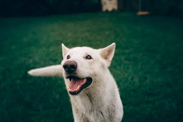 犬が階段の途中で止まって鳴くようになったときの心理的サイン