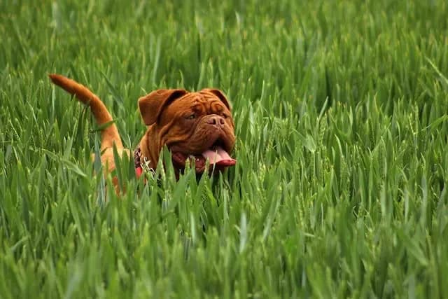 5月の雷雨に敏感になった愛犬のケア方法とは?