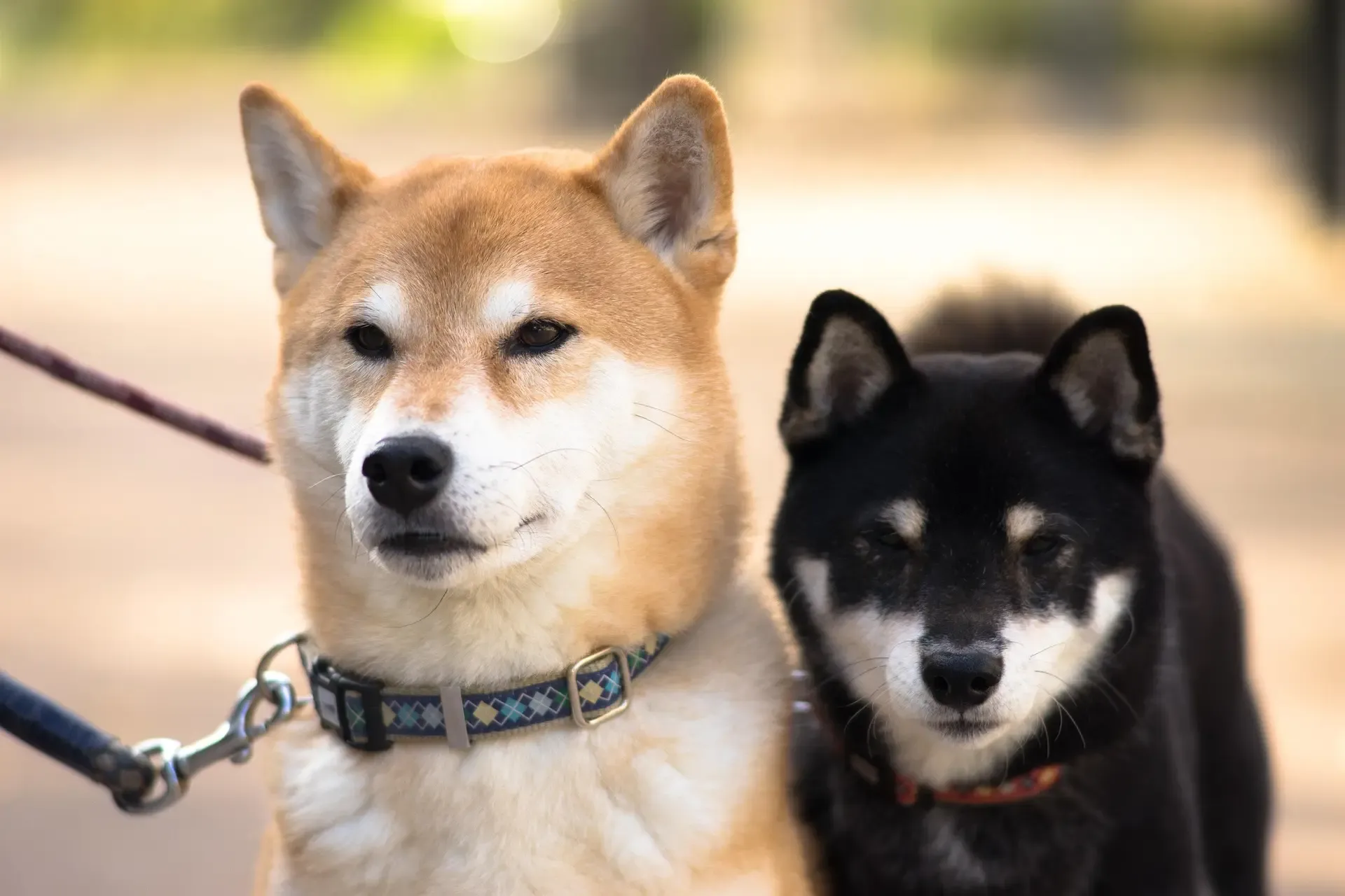 犬の気管虚脱の症状と原因、対処法: 愛犬の健康を守るための完全ガイド