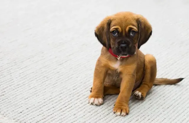 愛犬がトイレに行きたがる回数が急増した時