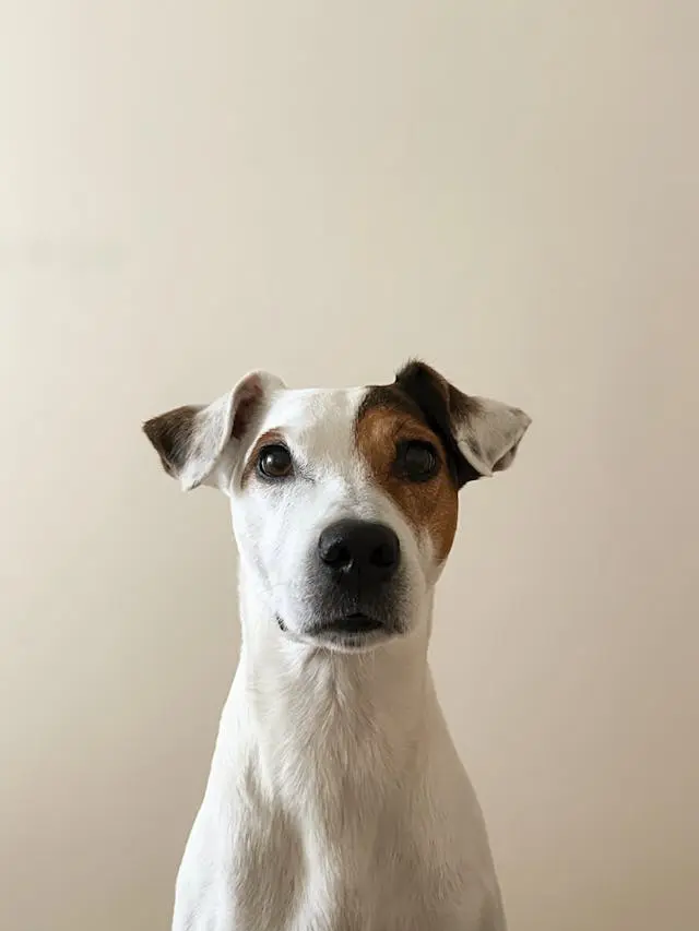梅雨時に犬の抜け毛が急に増えるときの換毛期との見極め方