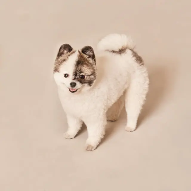 柴犬が尻尾を噛むようになったら注意したい遺伝的アレルギーの可能性