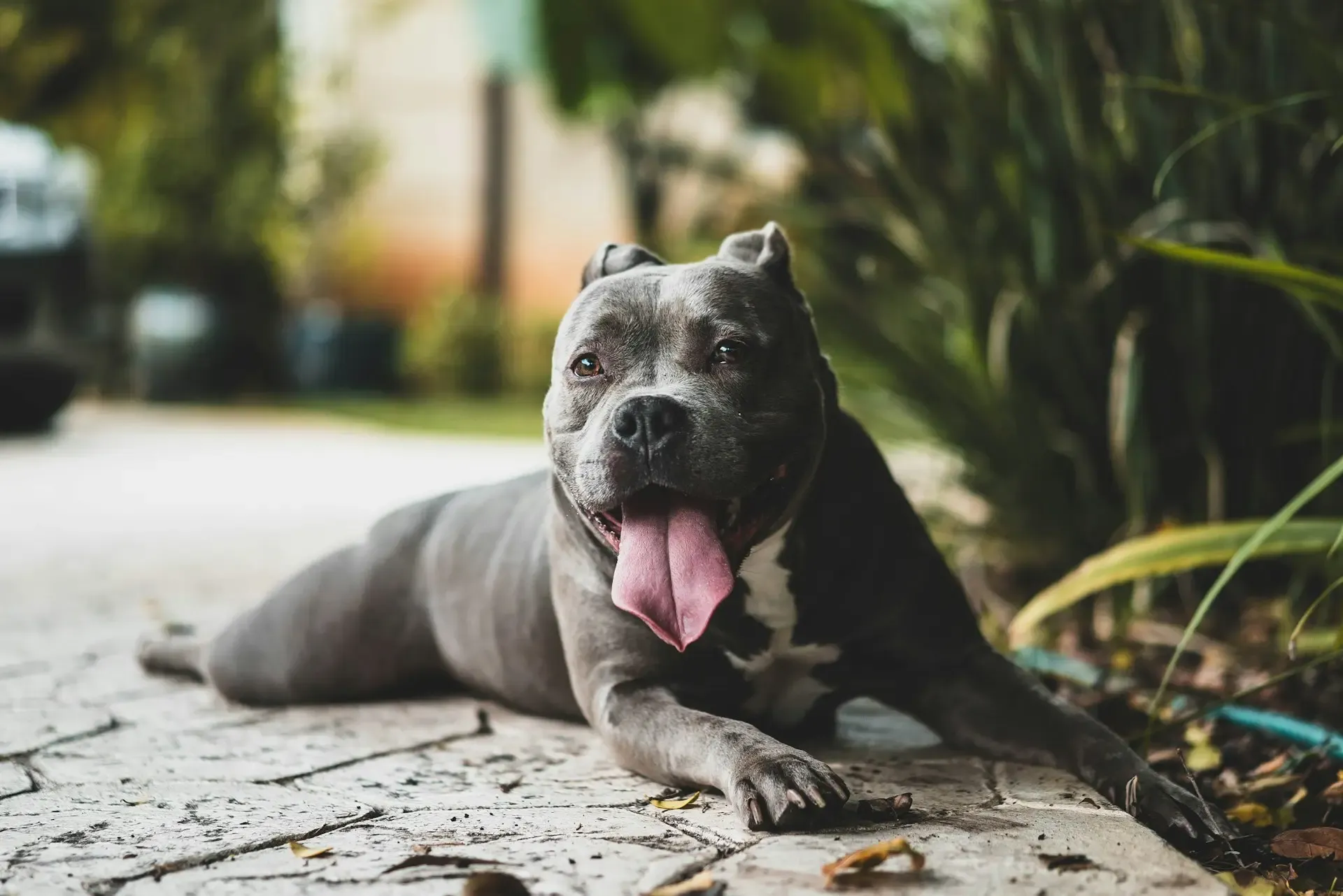 犬が呼吸するときにヒューヒュー音がする:気道の異常