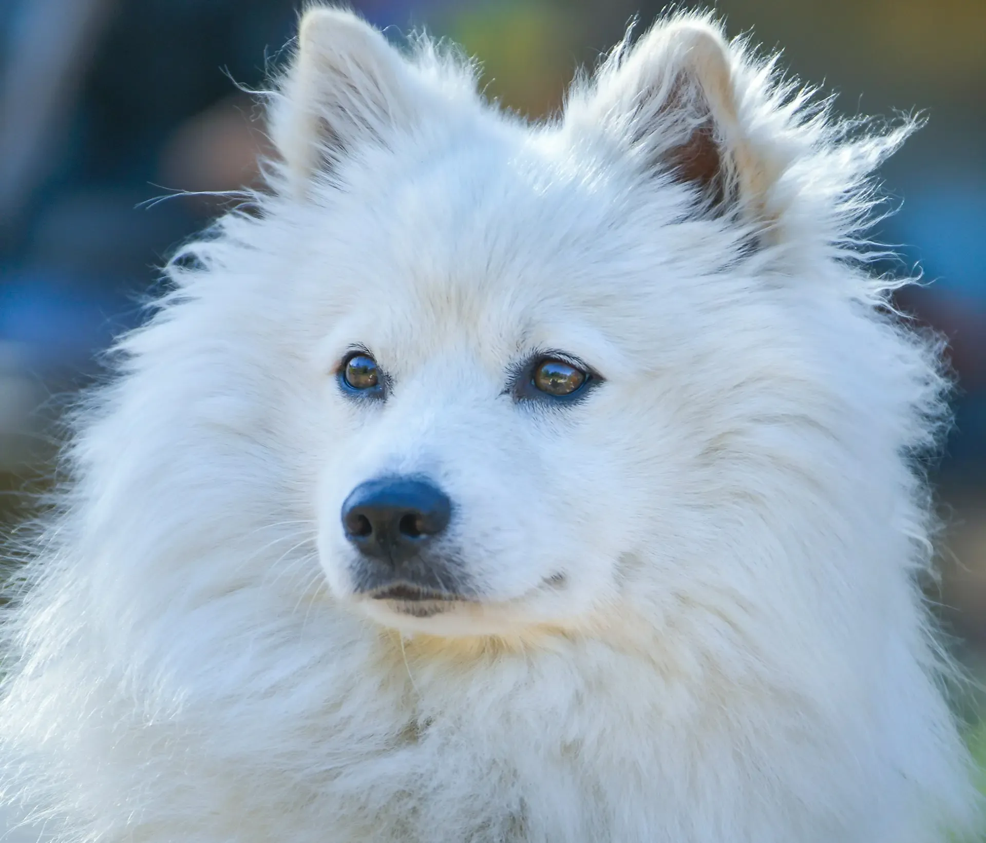 犬がため息のような呼吸を繰り返すときに考えられる病気とは?