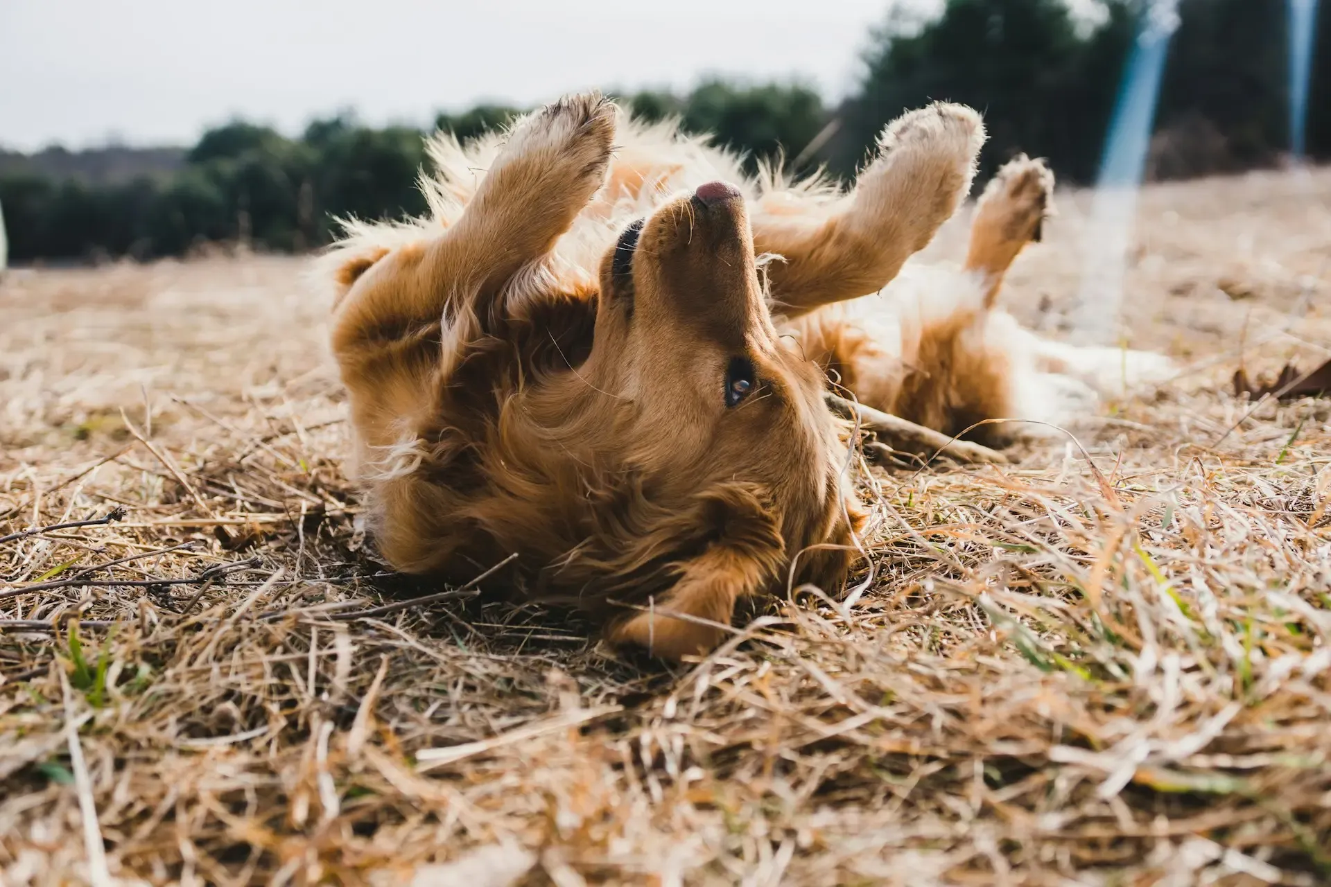犬がシャンプー後に体をこすりつける理由と正しい乾かし方