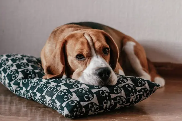 犬があくびを繰り返すようになったら?リラックス以外のサインとは
