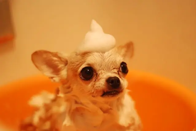 犬が1つの部屋だけ避けるようになったときの環境評価