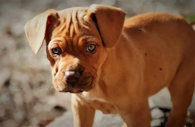 犬の耳の内側が赤くなっているときの環境要因と対処法