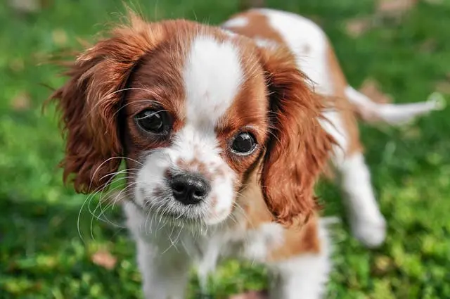 犬が急にごはんを半分だけ食べ残すようになったときの消化器トラブル初期反応