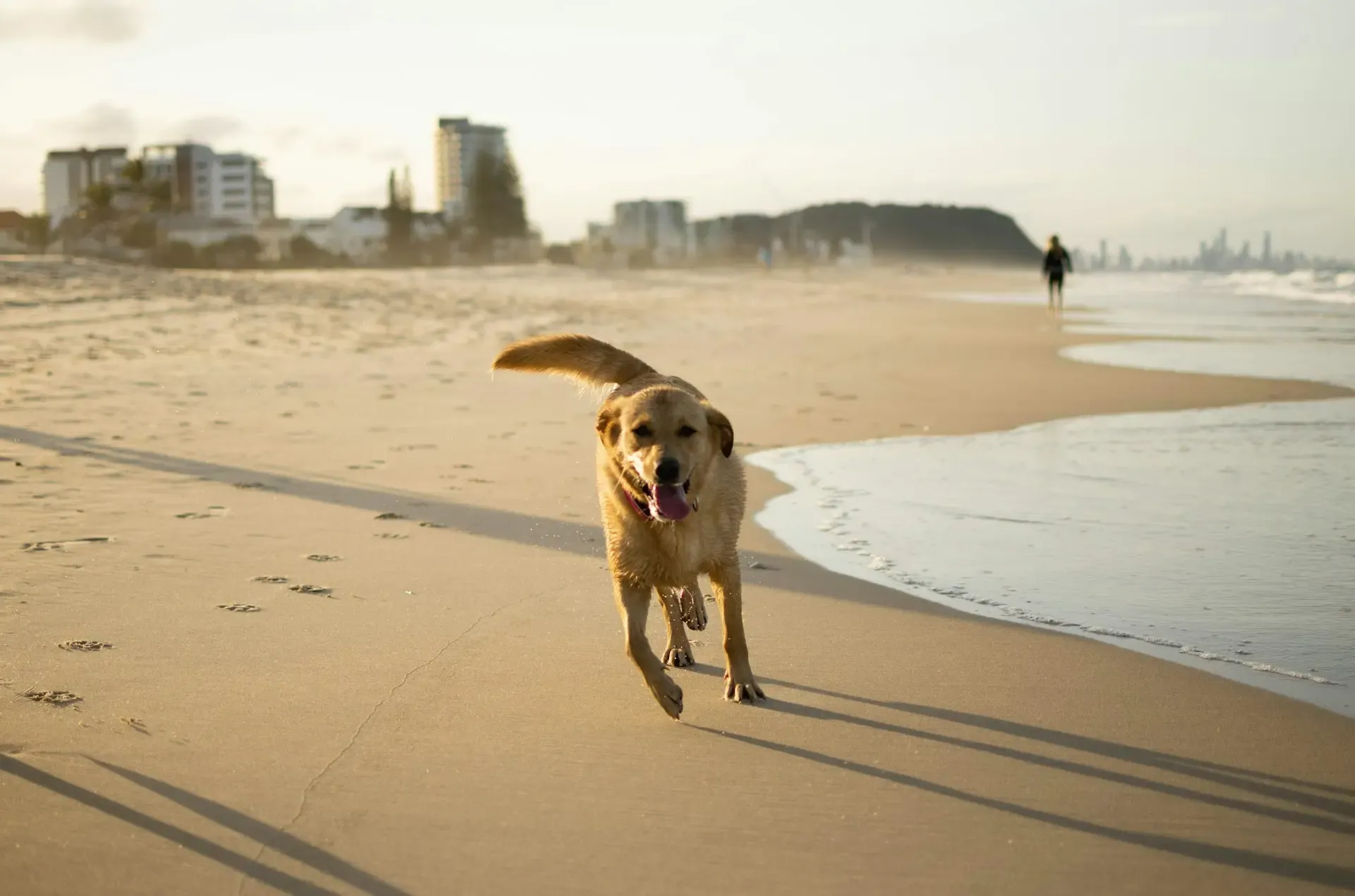 愛犬の寝相がおかしい?仰向け・丸まる姿勢の意味