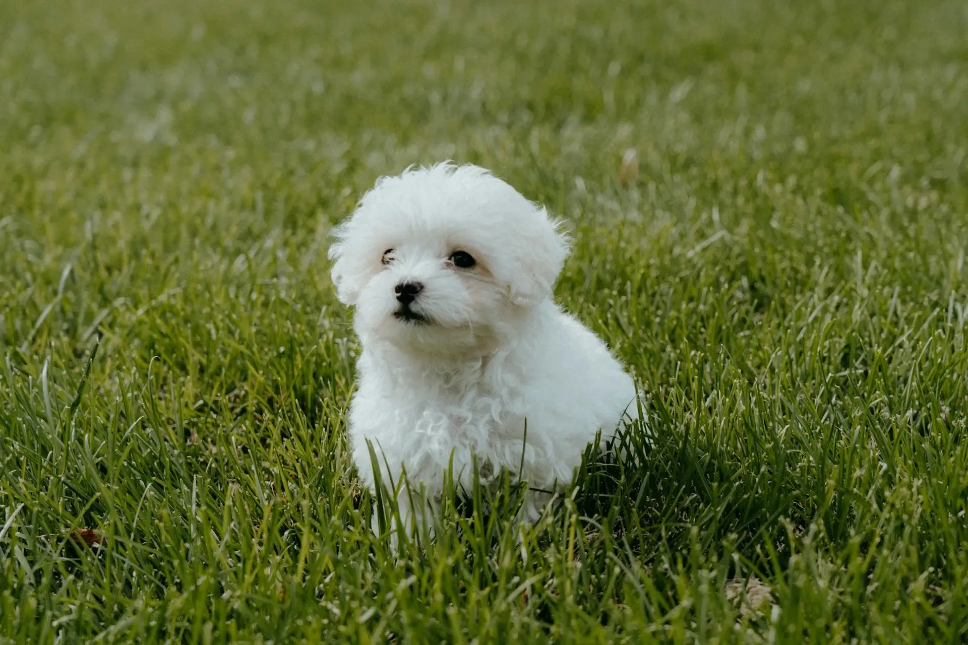 マルチーズの耳が赤い・かゆい原因と対処法:愛犬の耳トラブル