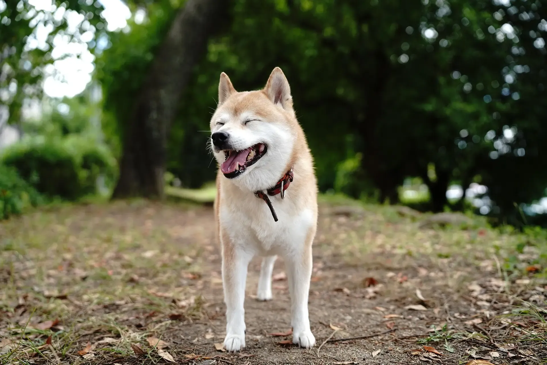 犬が水を飲みすぎる!糖尿病や腎臓病の可能性と見分け方
